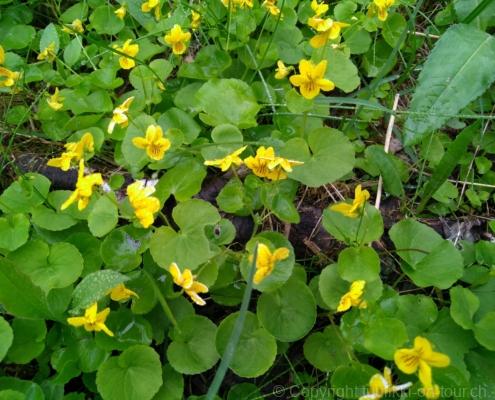 IMG_20190706_192604_resized_20190706_093737912