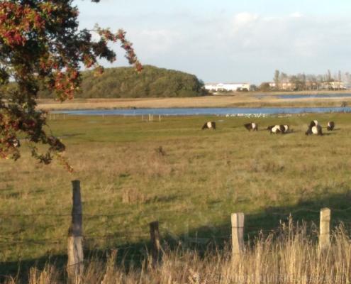 IMG_20190912_194246_resized_20190912_074408717