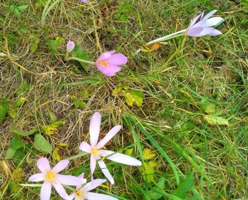 IMG_20190916_172904_resized_20190916_053115712