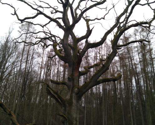 IMG_20191208_124712_resized_20191213_023103612