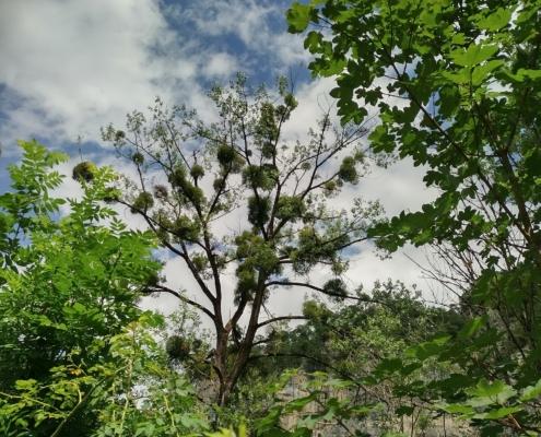 IMG_20210729_131502_HDR