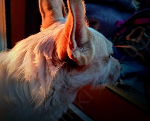 IMG_20210729_205541_HDR~2