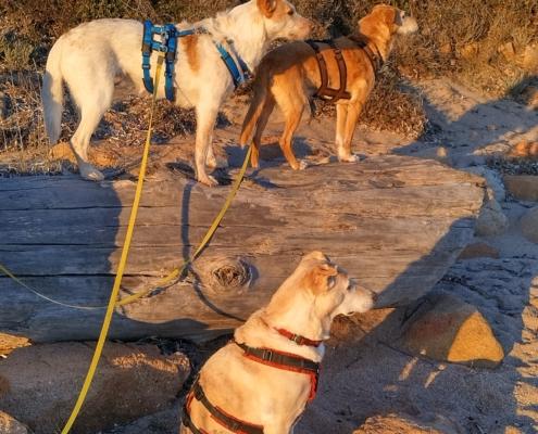 IMG_20211217_081134_HDR