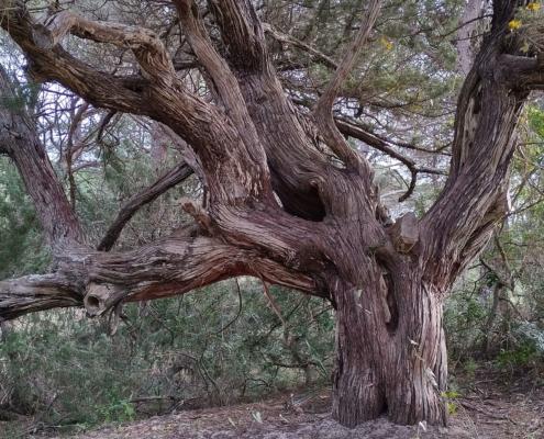 IMG_20211224_130338_HDR