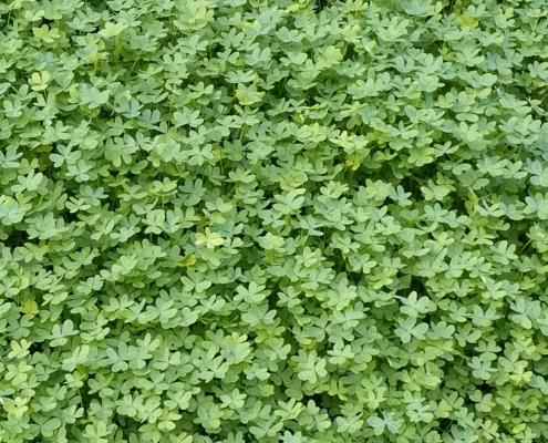 IMG_20211225_084527_HDR