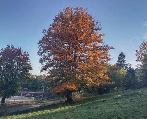 IMG_20221009_093719_HDR