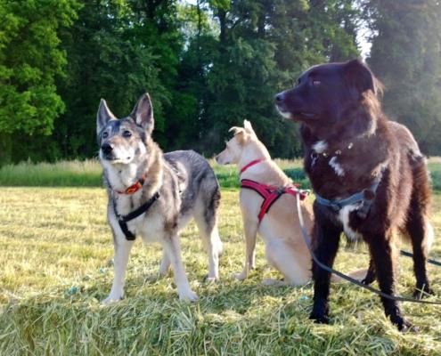 WP_20140522_07_12_26_Pro