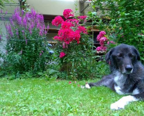 WP_20160802_16_06_17_Pro