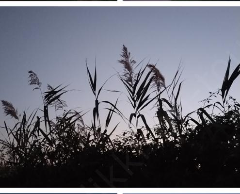 20221107_100639-COLLAGE