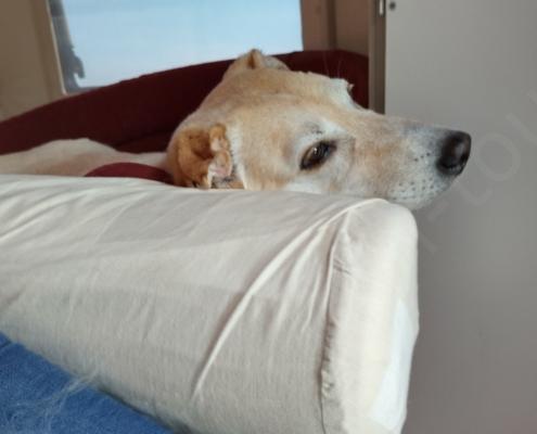 IMG_20221030_121830_HDR