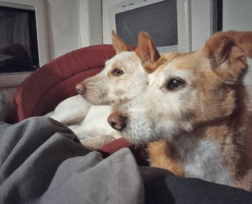 IMG_20221030_190454_HDR