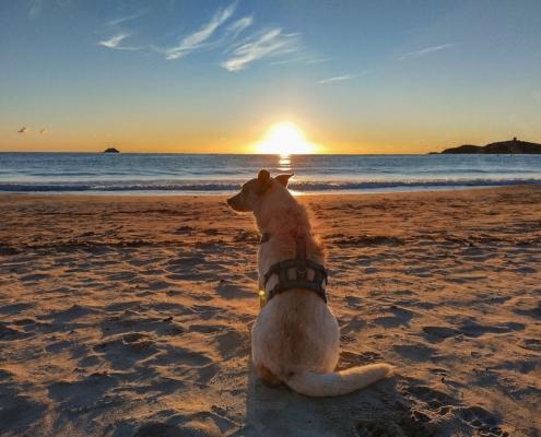 IMG_20221106_071532_HDR - Kopie