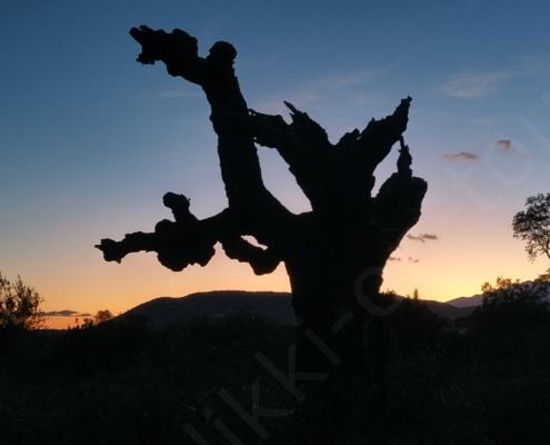 IMG_20221106_174058_HDR