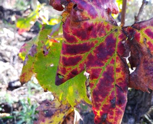 IMG_20221119_114814_HDR