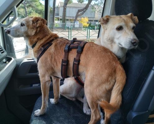 IMG_20221122_133210_HDR