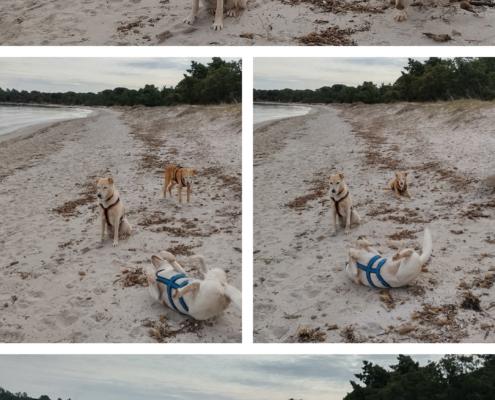 20221208_151909-COLLAGE