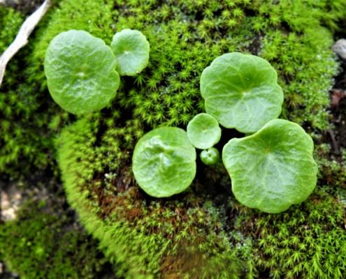 DSCN0741 (2) - Kopie