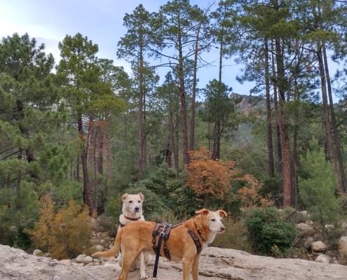 IMG_20221209_121210_HDR