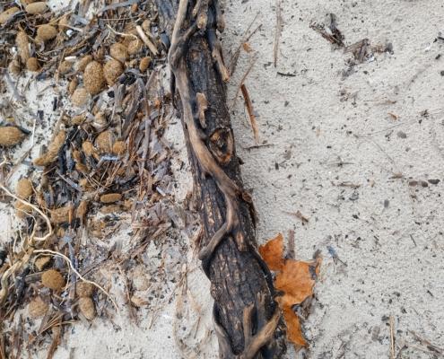 IMG_20221210_121731_HDR