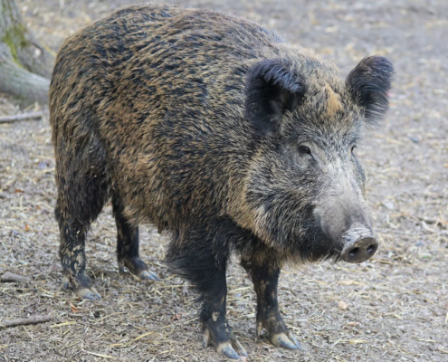 https___steady.imgix.net_production_post_0e47b289-6642-4c9f-ad04-5aa35ed1f851_uploads_images_ccsdxkv2eb_boar-2256297_1920