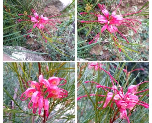 20230115_130147-COLLAGE