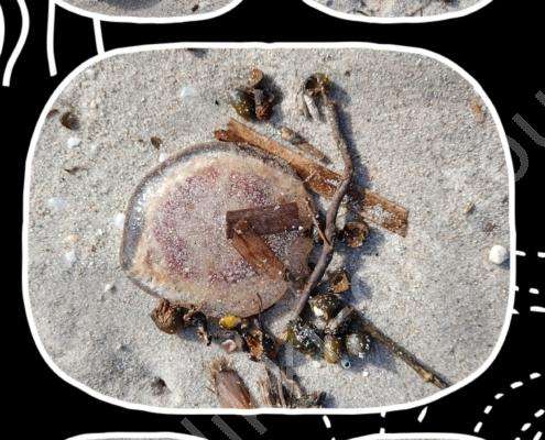 20230206_152118-COLLAGE