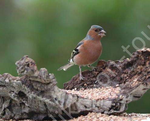 Buchfink - pinson (2)