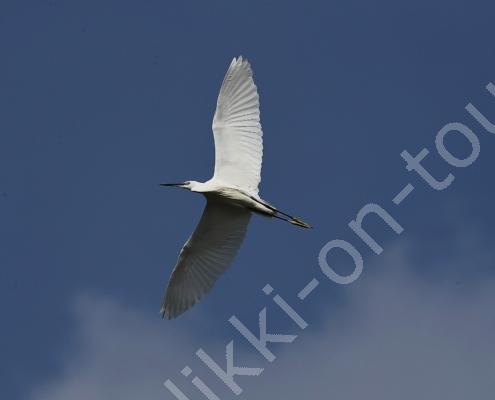 DV7I9076 - Kopie - Kopie