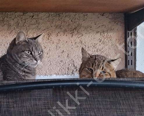 IMG_20230218_074608_HDR