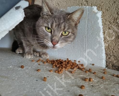 IMG_20230308_144253_HDR - Kopie