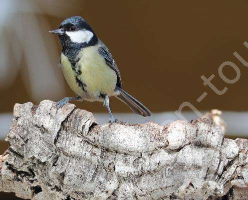 Kohlmeise - mésange charbonnière