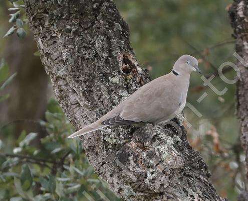 Türkentaube - pigeon à collier