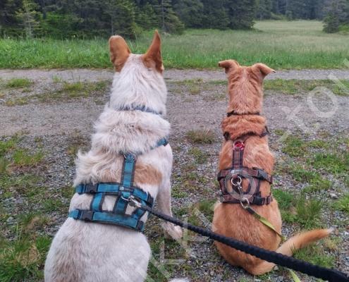 IMG_20230610_065509_HDR - Kopie - Kopie