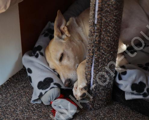 E30G1758 Heute ist Oxi am Morgen noch müde (2)