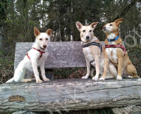 IMG_20190406_184115 - Kopie