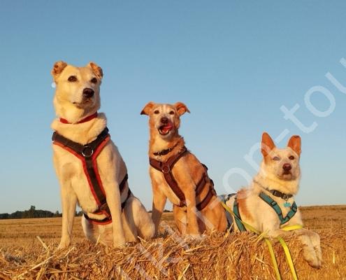 IMG_20220716_062544_HDR