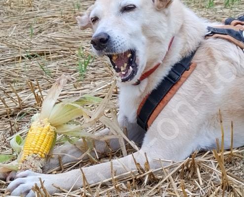 IMG_20220807_115740_HDR