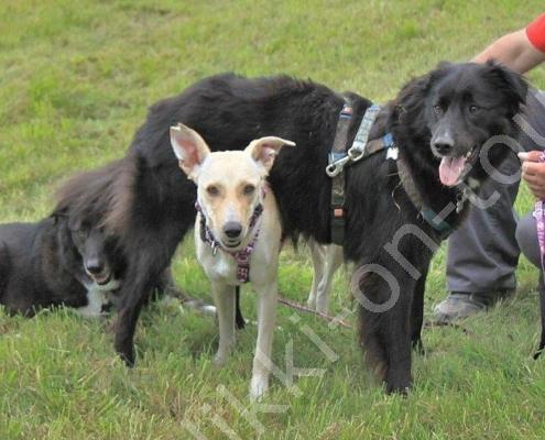 IMG_5863 - Kopie (2) - Kopie