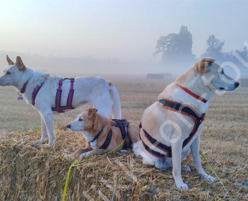 IMG_20210815_065528_HDR