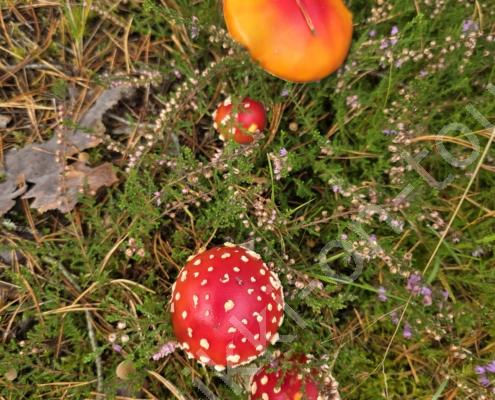 20250918_122239 - Kopie