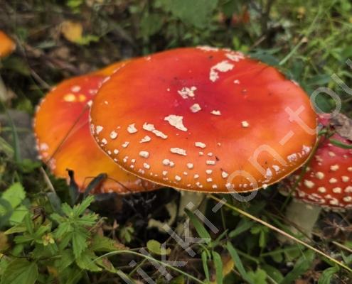 20250918_124158(1) - Kopie