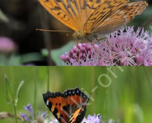 20250805_180654 - Kopie