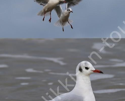 D32P0680 Göhren 26 .10 (76)