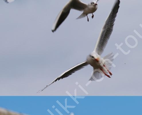 D32P0680 Göhren 26 .10 (83)