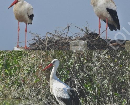 DSCN1365 in Lagos (8)