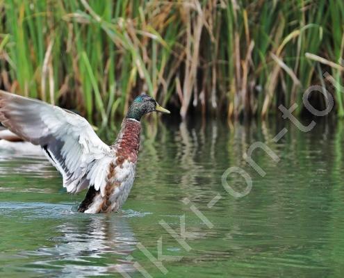 DV7I0295 - Kopie - Kopie