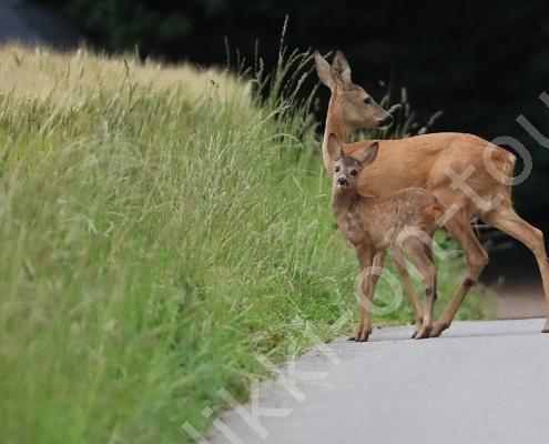 DV7I2031 - Kopie - Kopie