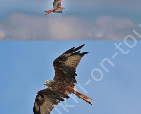 DV7I5261 - Kopie - Kopie