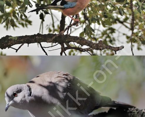 DV7I8420 - Kopie - Kopie