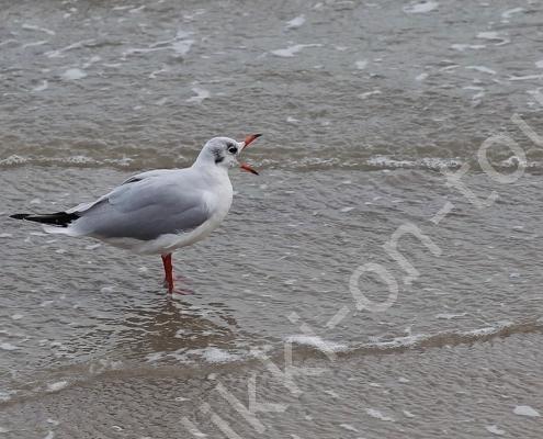 E30G2827 Prora - Rügen 14.10 (102)